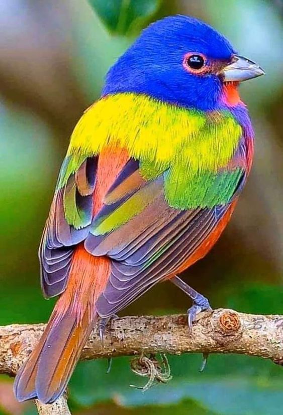 Un Canto de Color: Descubre el Vibrante Pájaro Empavesado de América del Norte.