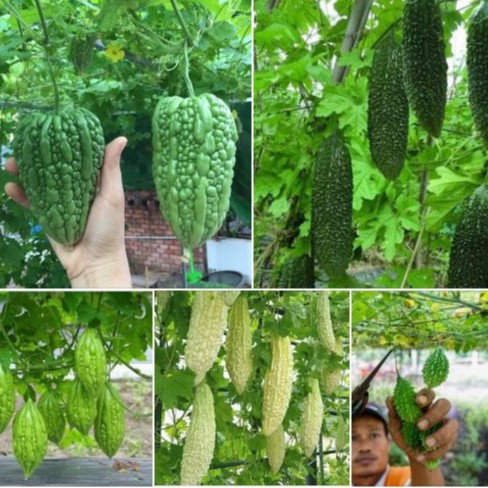 Exploring The World Of Bitter Gourd: A Culinary And Medicinal Adventure