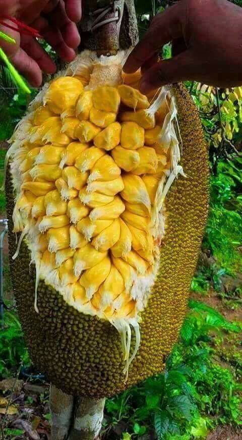 Absolutely Breathtaking: The Enormous Jackfruit Leaves Leave You Utterly Stunned