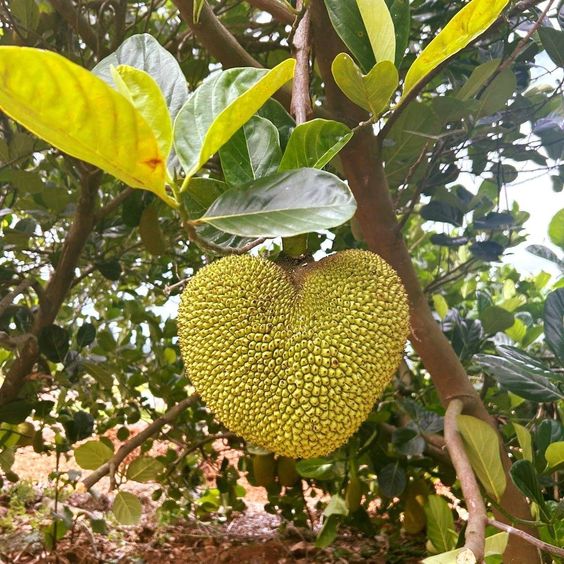 Exploring The Fascinating Evolution Of Jackfruit: Nature’s Unique Delight With An Enigmatic Form Unveiled