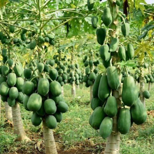 Unveiling Nature’s Marvels: Delving Into The Intriguing Realm Of Mutant Papaya Trees