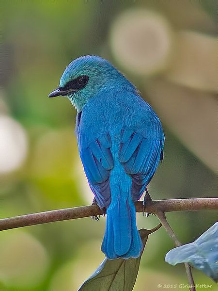 El Llamativo Pájaro Azul Verdoso de Asia: Verditer Flycatcher en Todo su Esplendor.