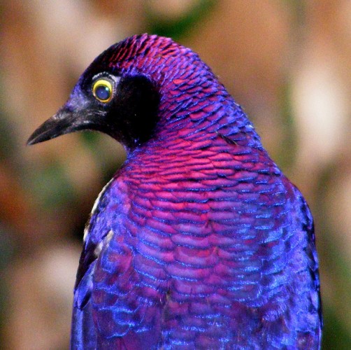 El Violet-backed Starling: Belleza y Elegancia en el Mundo de las Aves.